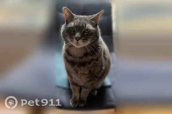 Chat perdu mâle, E50, Plélo - tigre gris et blanc - photo