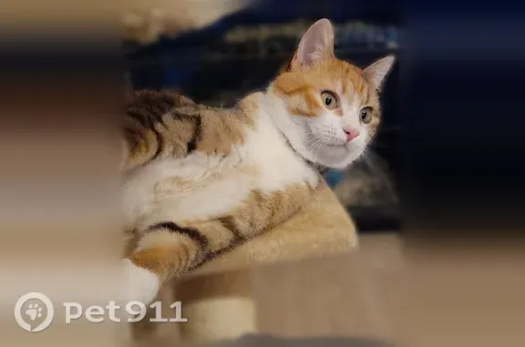 Chat perdu femelle, Boulevard Guadeloupe, Le Barcarès, Lyon — chatte tricolore, pucée - photo