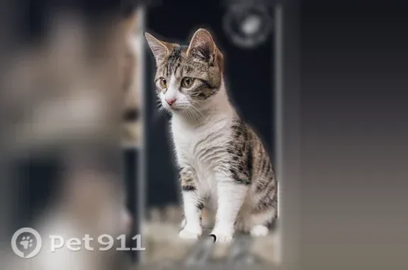 Chat perdu, Rue du Bocage, 15, Taden, Brest - femelle craintive, nez rose - photo