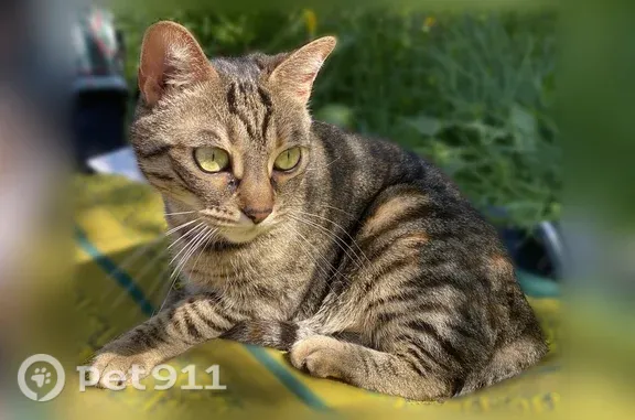 Perdu chat femelle, Eurre, tigrée assez petite - photo