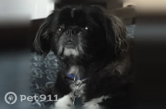 Lost dog, Pine Grove Drive, 122, Savannah - deaf, limited vision - photo