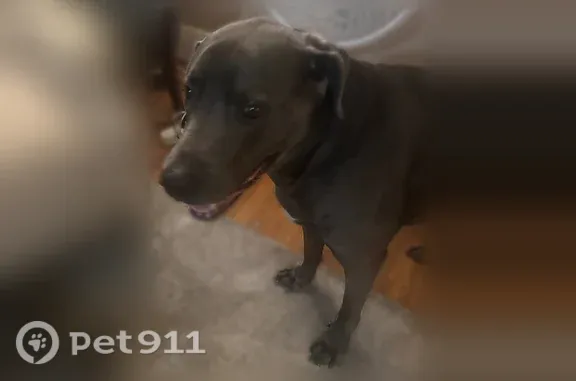 Lost dog, East 4th Street, 3201, Long Beach - 10 years old, about 100 lbs - photo