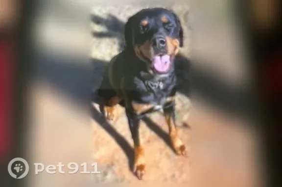 Lost dog, Lubbock, Texas - brown and black - photo