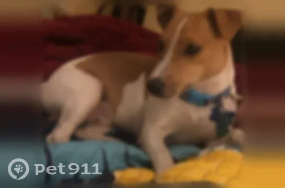 Lost dog, Joplin Street, 7246, Capitol Heights - photo
