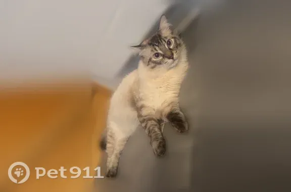 Chat perdu mâle, Rue de la Gicquelaie, Redon - croisé siamois, queue très touffue - photo