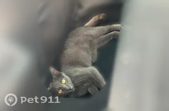 Chat perdu mâle, Chemin des Tartreux, 13 bis, Dampmart - assez fin, petite tête - photo