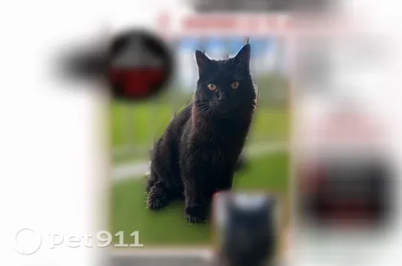 Chat perdu mâle, Rue Paul-Louis Courier, 3, Joué-lès-Tours - collier vert, poil noir long - photo