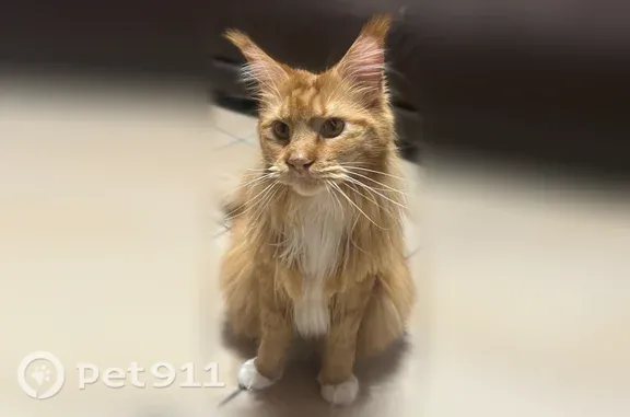 Perdu chat mâle, Rue Saint-François, 97, Salon-de-Provence - robe roux, torse et chaussettes blanches - photo