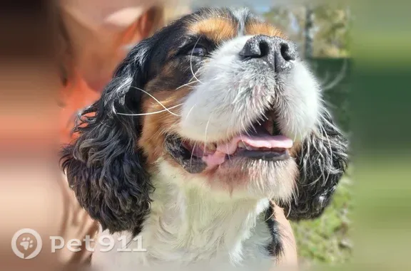 Chien sourd, très sociable. Poils des pattes jaunies.