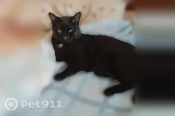 Chat perdu mâle, Résidence Goya, 1, Étreux, Valenciennes — noir avec une tache blanche au cou - photo