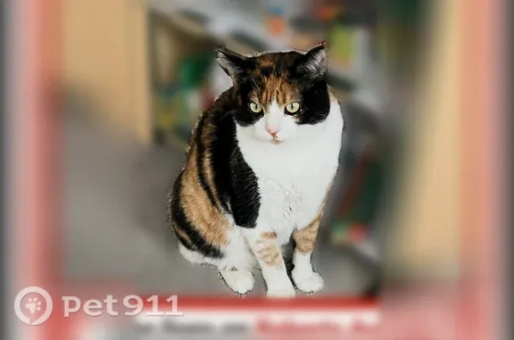 Missing cat Clovis, photo: Lost cat, Roberts Avenue, Clovis — small sweet calico
