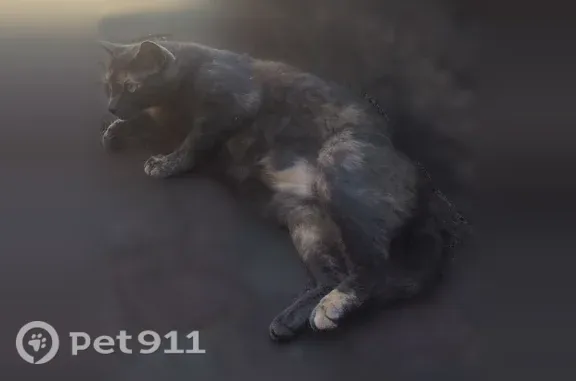 Chat perdu femelle, Route de Fontgrand, 2015, Livron-sur-Drôme - grise avec des tâches marron claire - photo