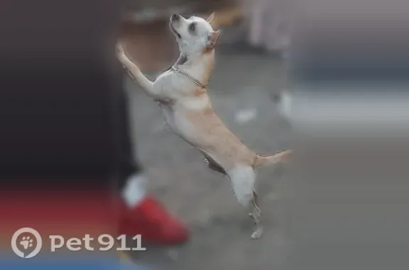 Lost dog, East Taylor Street, Stockton - male, stolen from a garage - photo
