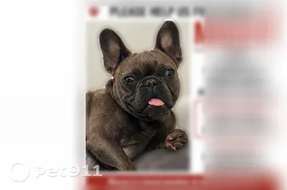 Lost dog, Parthenia Street, 22121, Los Angeles - female - photo