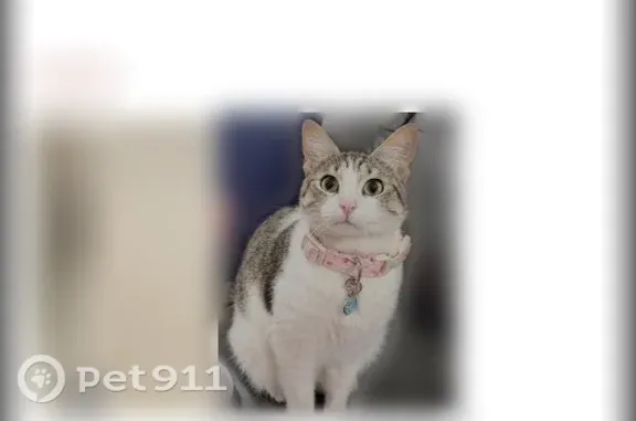 Missing cat Corpus Christi, photo: Lost cat, Anastasia Drive, 6914, Corpus Christi - female with white and gray fur