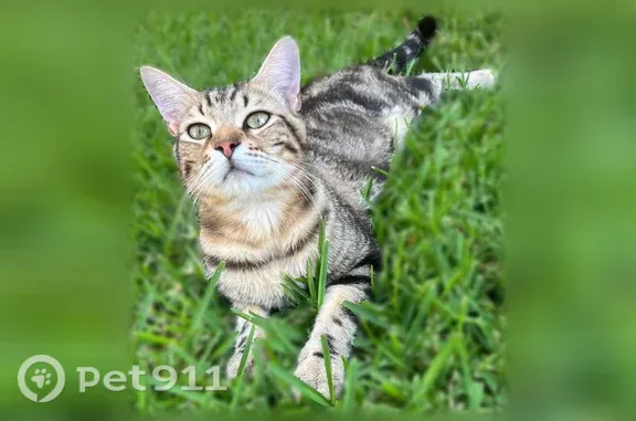 Missing cat Garland, photo: Lost cat, Leicester Street, Garland - brown tabby with a light chest