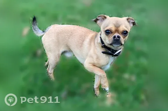 Lost dog, Beverly Drive, 163, Bridgeport — very friendly, 6 yrs old - photo