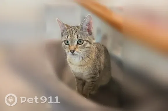Lost cat, Exeter Street, 3, Danvers - female grey tabby with curly tail - photo