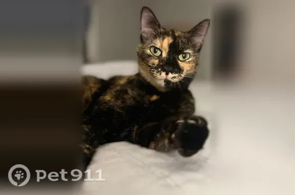 Lost cat, Morgan Drive, Town of Lewiston, Niagara University — female tortie with green eyes - photo
