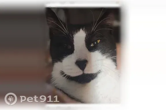 Missing cat San Pablo, photo: Lost cat, San Pablo, New Mexico - neutered male, clipped left ear