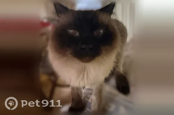 Lost cat, Foxridge Crescent, 63, Warwick - male Siamese, small, white body and black face - photo