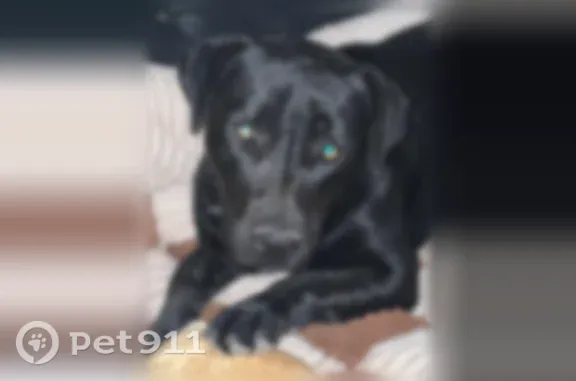 Lost dog, North 135th Avenue, 6543, Glendale - female black lab mix - photo
