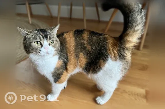 Lost cat, May Street, 40;42;44, Cambridge — female, tri-color calico, round face - photo