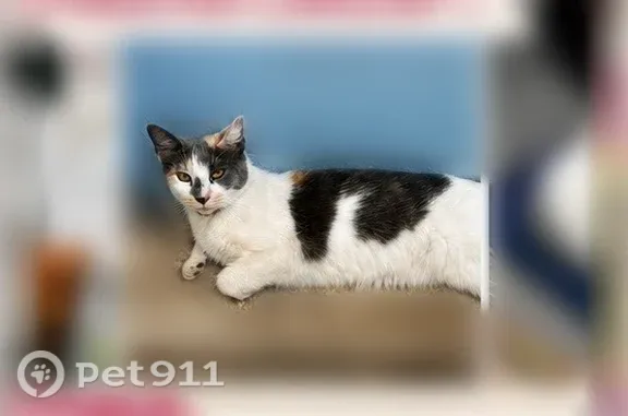 Lost cat, South Dixie Highway, 23919, Homestead - female, green eyes, black collar with ID tag - photo