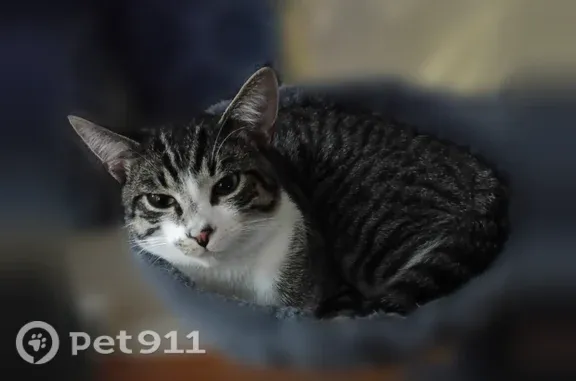Lost cat, Trenton Road, 13517, Southgate - male, blue with white, black, and grey stripes - photo