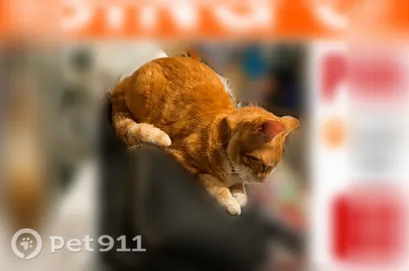 Lost cat, Cross Creek Lane, 173, Wetumpka, Wetumpka — female, red collar - photo