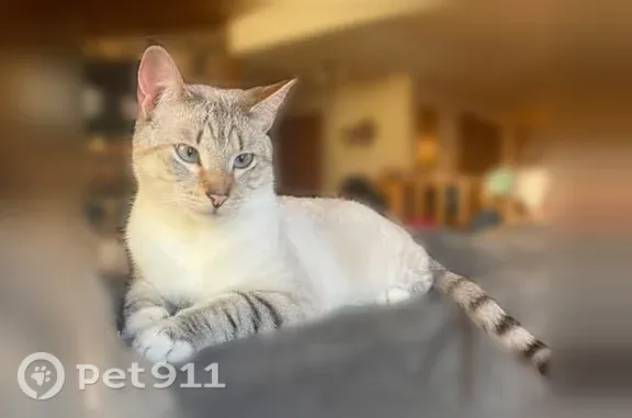 Lost cat, Peninger Road, 1, Central Point, Central Point - male, linx point snowshoe Siamese - photo