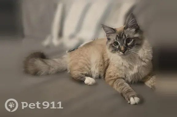 Missing cat Boise, photo: Lost cat, North Barberry Drive, 3670, Boise — blue eyes, winged eyeliner