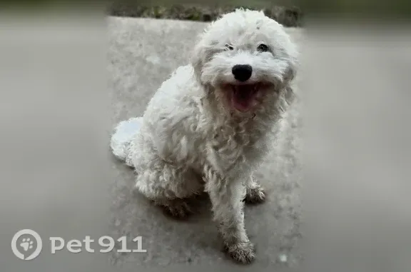 Found dog Dallas, photo: Found dog, Jenny Dale Drive, 3539, Dallas - white