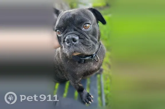 Lost dog, Donlen Street, 6815, Houston - male black French Bulldog - photo