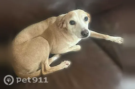Lost dog, North Carolina 87, 3873, Pittsboro - female, tan with a little white - photo