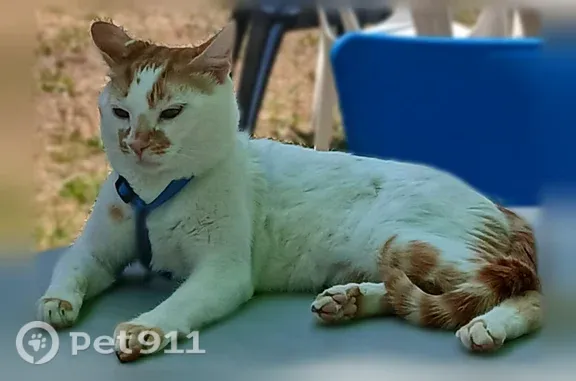 Chat perdu mâle, Rue de Nimègue, 4, Achères - blanc, harnais bleu - photo