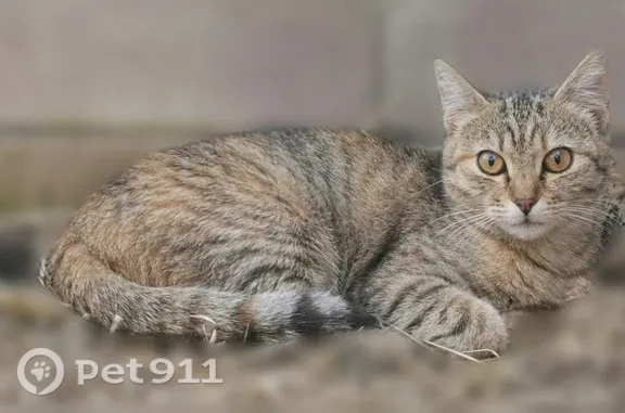 Chat perdu femelle, Rue des Sources, 37, Antony - grise gouttière tigrée, pucée - photo