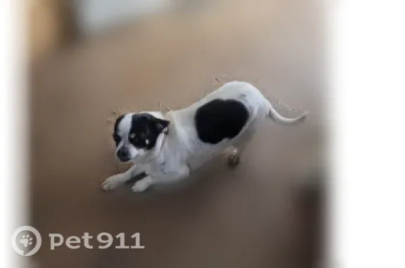 Lost dog, Horshoe Drive, 1038, Shelbyville - black and white female - photo