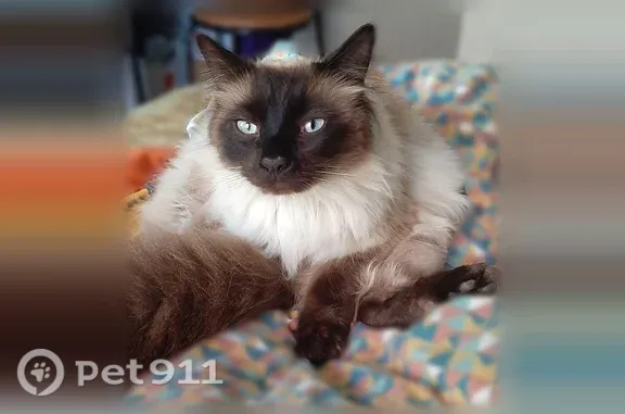 Chat perdu mâle, Côte de Poissac, Tulle - poils longs - photo