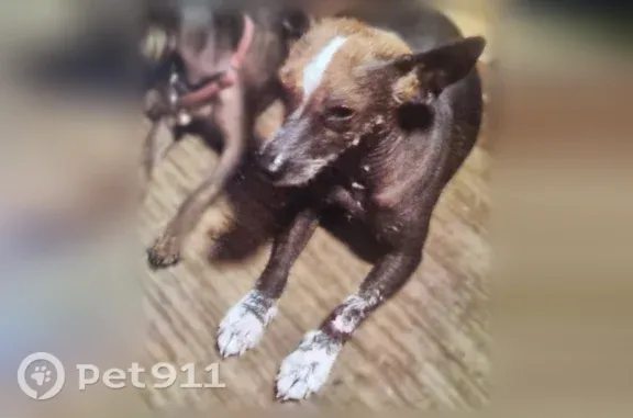 Chien perdu mâle, La Girardiere, 6, Les Herbiers - photo
