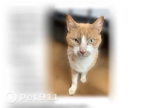 Chat perdu mâle, Rue de Mulhouse, Nancy - très craintif - photo