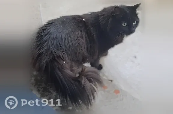 Chat perdue, Rue Paul Claudel, 2, Le Grand-Lemps, Lyon - femelle, robe noire à poil long - photo