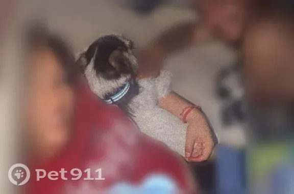 Lost dog, North County Road 1136, 1400, Midland - male, white and black, teal collar and bandana - photo