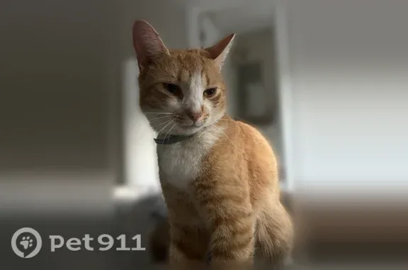Lost cat, Hollice Place, 322, Matthews - male, ginger with white paws - photo