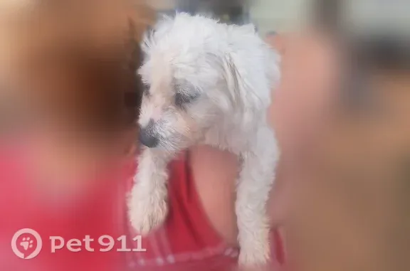 Found dog, 4th Street, 7302, L...