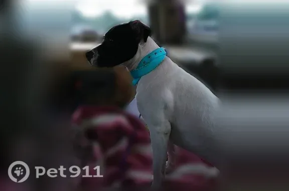 Lost dog, Janie Road, 679, Deatsville - female, friendly, white with black patches - photo