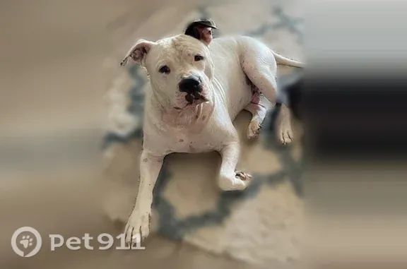 Lost dog, East Arizona Avenue, 755, Buckeye - white with black features - photo