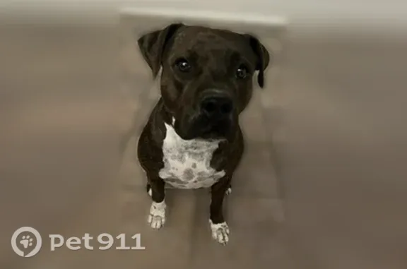 Lost dog, East Arizona Avenue, 755, Buckeye — skittish, friendly family dog - photo