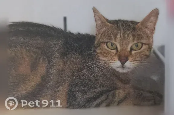 Chat perdu femelle, Impasse des Dahlias, Toulouse - jeune chatte tigrée aux yeux verts - photo