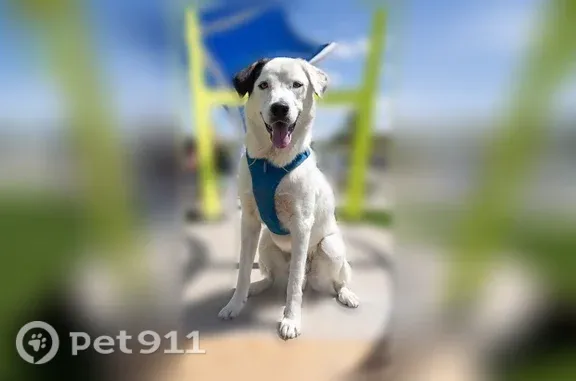 Lost dog, West 84th Avenue, 11364, Arvada — 2-year-old male, white with one brown ear - photo